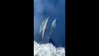 Dolphins Swimming Alongside Commercial Fishing Boat in the Ocean