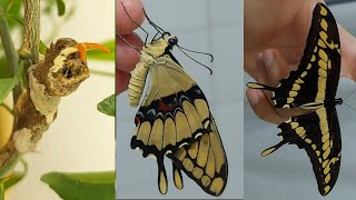 Caring for a King Swallowtail butterfly