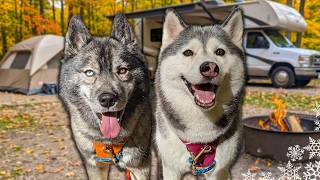 How We Prepare for an Epic Camping Trip With Our Dogs!