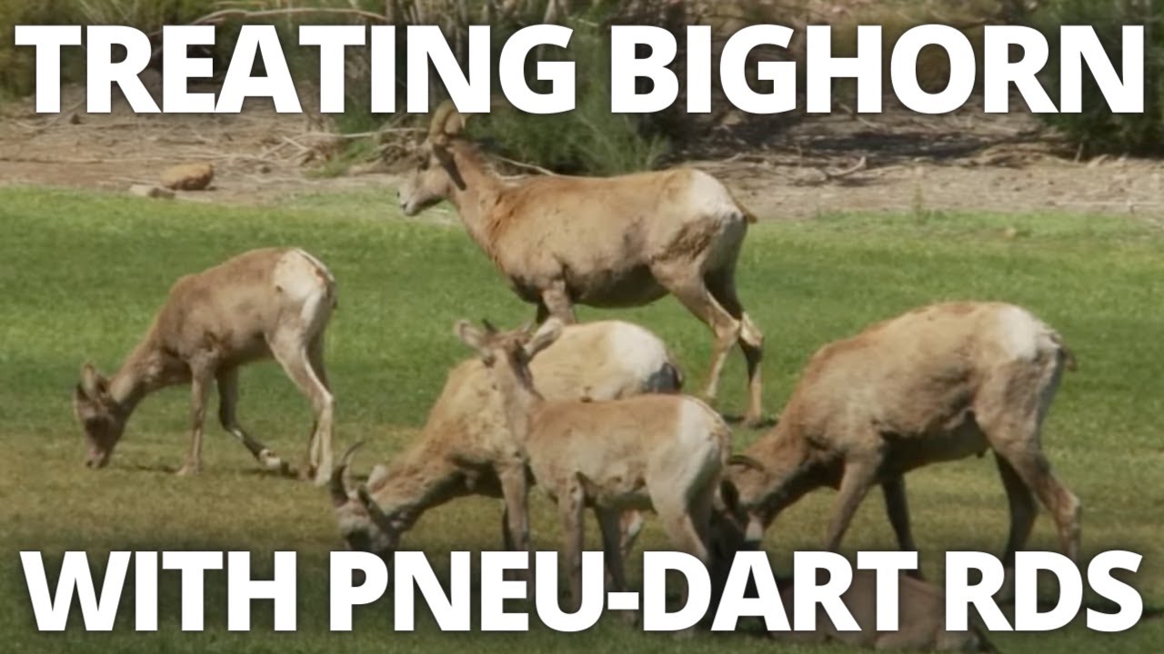 See How Hemenway Park Uses Pneu-Dart Products On Bighorns! - YouTube