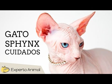 Video: Don Sphynx - Características Del Cuidado