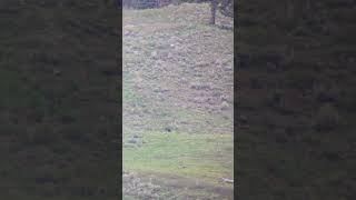 Yellowstone Wolf Pack