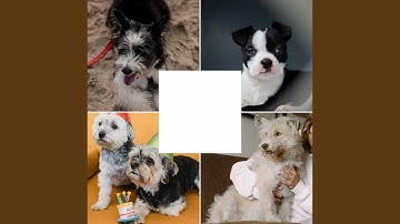 Magical Waltz - Vibe for Lazy Puppy Afternoons