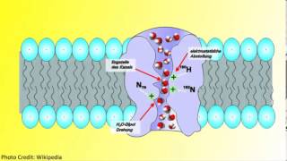 Aquaporins