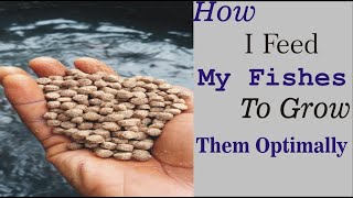 How I Feed My Catfish To Grow Them Optimally