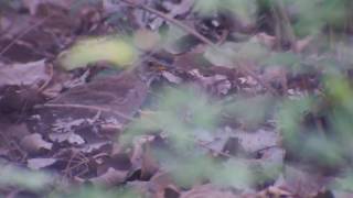 Pale Thrush (Turdus pallidus)