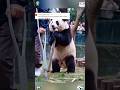 Baby panda mimics zookeeper using a cane #panda #cute #trending #cutepanda #funny