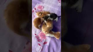 Lovely Little Cats Enjoying Their Day!#shorts#short#shortsfeed #shortvideo #shortsvideo#shortsviral