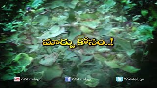 Cotton Cultivation and Processing || Eruvaka | 99tv