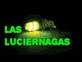 🦗Fascinante Cocuyo  I Nuestro Insólito Universo