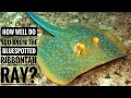Bluespotted ribbontail ray || Descriptions, Characteristics and Facts!