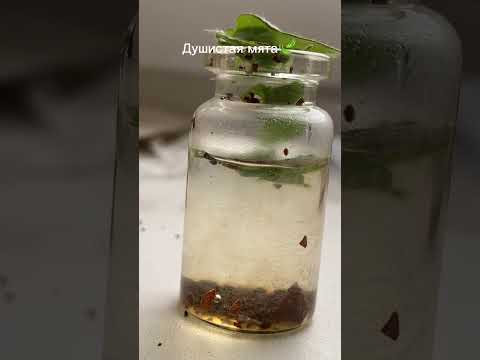 Зелье спокойствия😌🧙‍♀️🍄 какое
