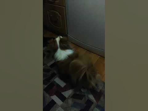 пелмен - YouTube