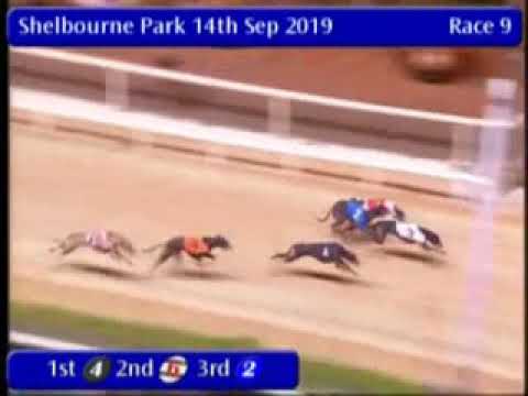 shelbourne dog racing tonight