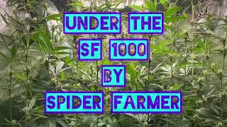 A CannaGarden update #spiderfarmer  #tnbnaturals  Dr.Earth & Mephisto Genetics Grow Weed Easy Indoor