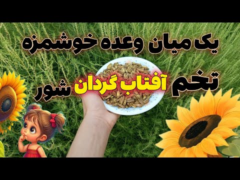 شور کردن تخمه آفتاب گردان به سبک روستایی