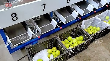Apple Fruit Washing Sorting Machine Line #washing #sorting