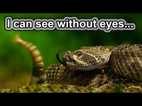 Rattlesnake Facts | 10 Animal Facts about Rattlesnakes