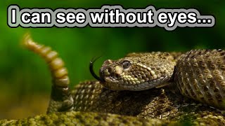 Don't be an idiot! | 10 COOL RATTLESNAKE FACTS