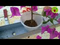 طريقة مبتكرة لزراعة النباتات   الجهنمية