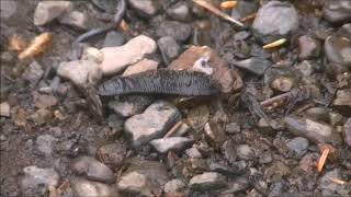Mutant Land Leeches of Alaska