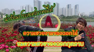 ฤดูกุหลาบของประเทศเกาหลีใต้ ชมกุหลาบสวยๆ#บ่าวอีสาน ล่าเงินวอน💯