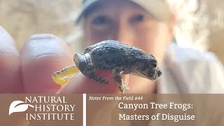 Notes From The Field - Episode 44: Canyon Tree Frogs: Masters of Disguise