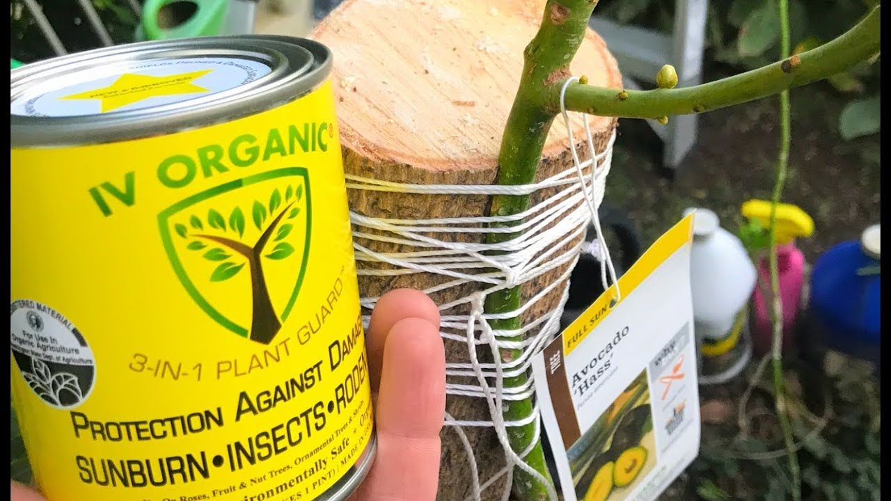 Avocado Tree Injection Type 'A' & 'B' Avocados on One (1) Tree | Before & After | GRAFTING ...