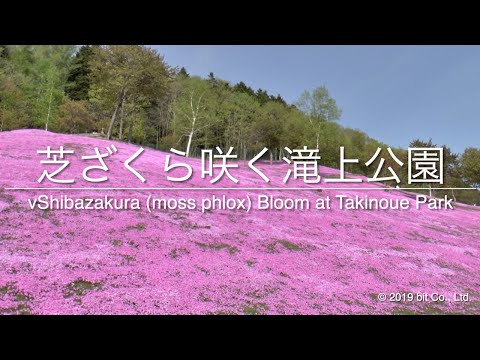 Shibazakura (moss phlox) Bloom at Takinoue Park