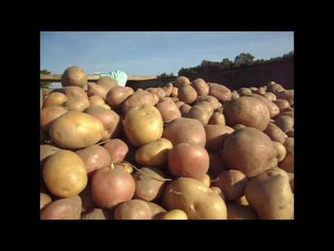Video: Zašto Je Krumpir Koristan