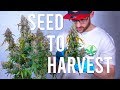SEED TO HARVEST: BLUE DREAM AUTOFLOWER (BEGINNERS GUIDE)
