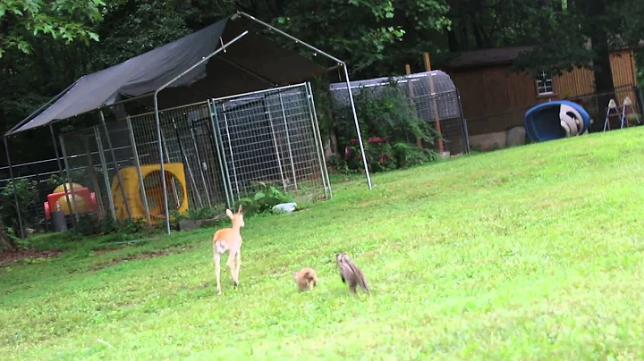 Watch the video about Simply adorable..Serval and Lynx kitten playing with a black buck antelope at North Georgia Zoo
