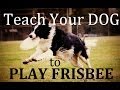 How To teach Your Dog To Play Frisbee