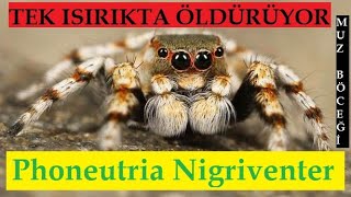 ÇOK TEHLİKELİ MUZ ÖRÜMCEĞİNİN İNANILMAZ ÖZELLİKLERİ !!!