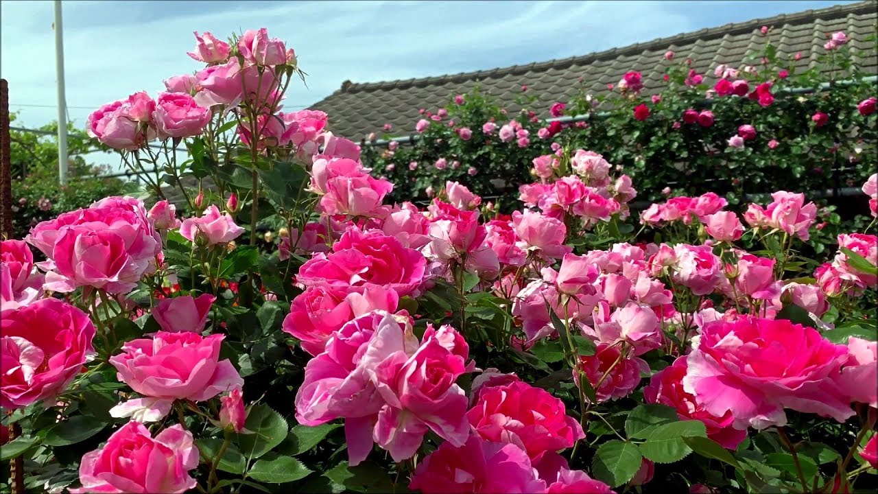 2019/05/08　九島のOPEN  GARDEN　豊恵園　～愛媛県宇和島市～