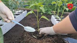 Grow peppers this way - there will be no diseases, and the harvest is abundant