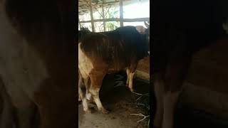 Sapi Pamer Bokong
