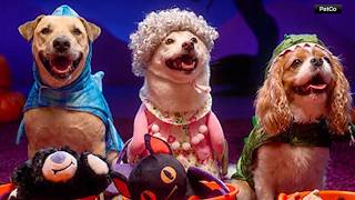 Pets want to enjoy Halloween too! Petco shows off costumes for furry friends