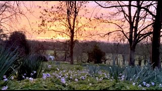 A glorious dawn gloaming. A few ewes act like numpties & don’t leave shed by Zwartbles Ireland Suzanna Crampton 423 views 1 month ago 9 minutes, 30 seconds