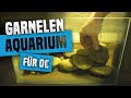 Garnelen-Aquarium einrichten ohne Geld auszugeben [ Recycling Aquarium ]