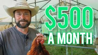 Can You ACTUALLY Make $500/Month With Chickens? (Real Numbers)