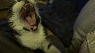 Marvin the old tuxedocat sitting with Daddy on the couch - with a big yawning by Benjamin Tobies 9 views 1 month ago 1 minute, 2 seconds