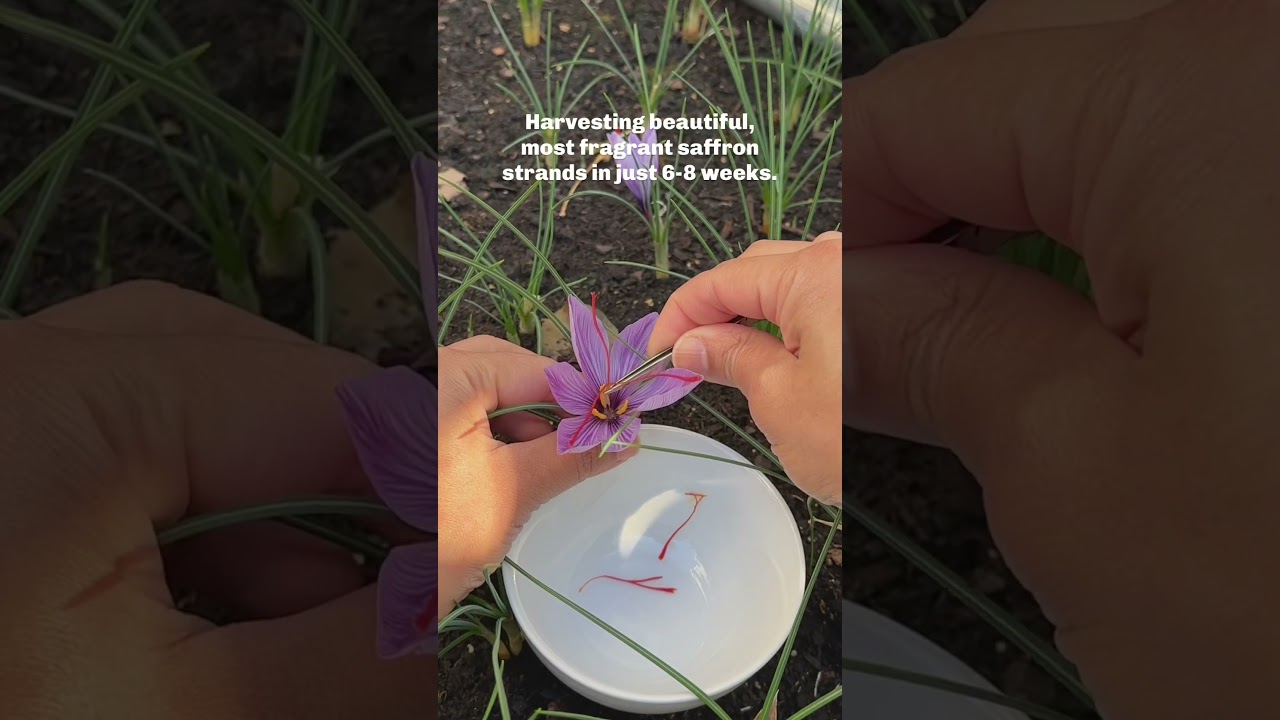 Grow the most expensive spice in the world - SAFFRON! Plant variety called Crocus Sativus. 