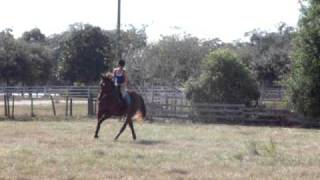 TB Canter w/ Simple Changes