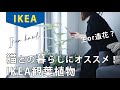 【IKEAオススメ】オシャレ部屋にはインテリアグリーン観葉植物/IKEA HAUL/エバーフレッシュ/フェイクグリーン/おひとりさま一人暮らし/フリーランス