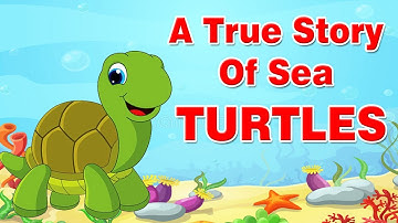 A True Story of Sea Turtles | 9th Std | English | English Medium | Maharashtra Board | Home Revise