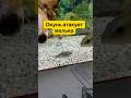Окунь атакует живца😳