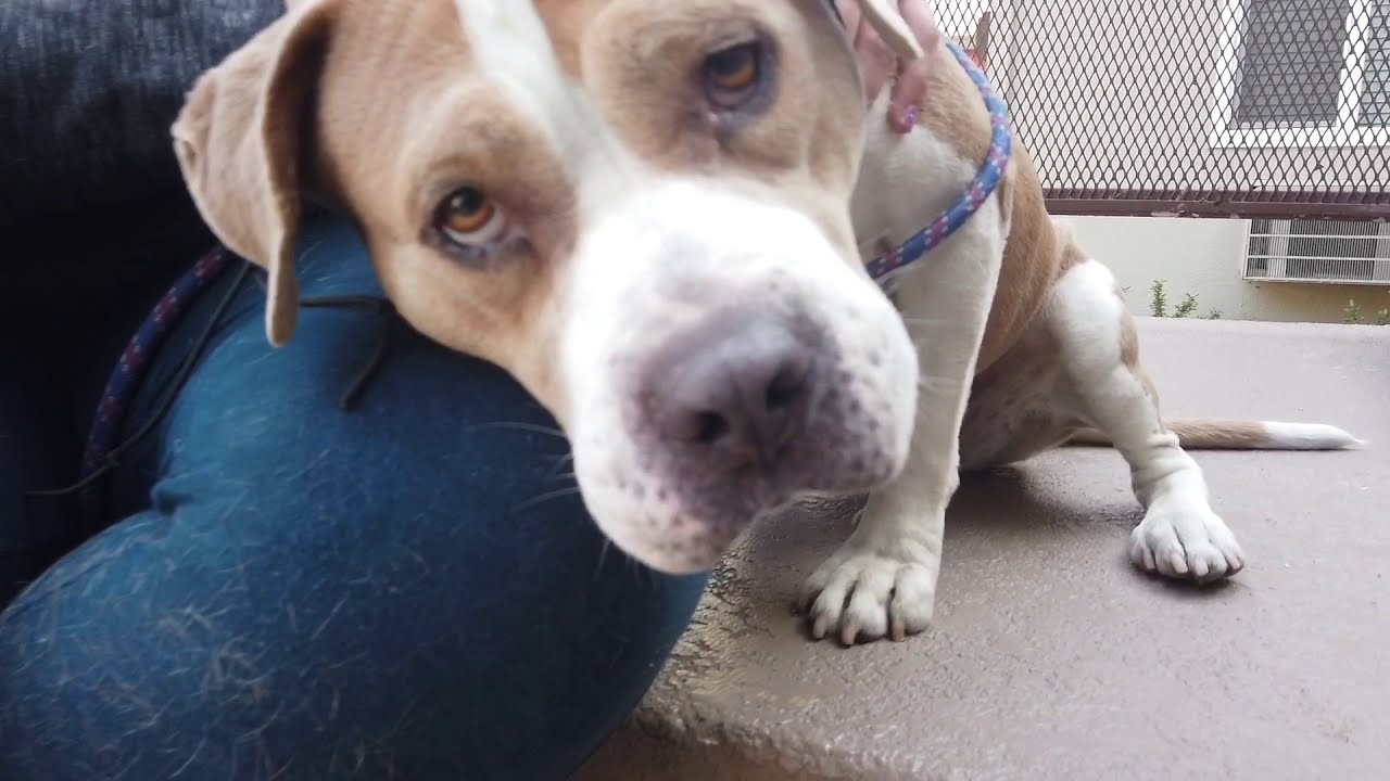 Pit Bull Training Maple Lakewood, CA YouTube