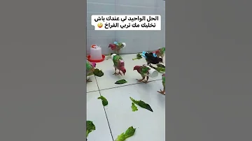 طريقة تربية الصيصان في البيت Nature 