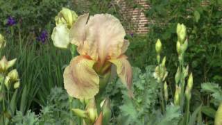 The Irises of Sissinghurst Castle Garden